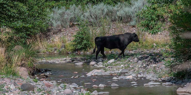 A feral bull is seen along the Gila River in southwestern New Mexico on July 25, 2020. 