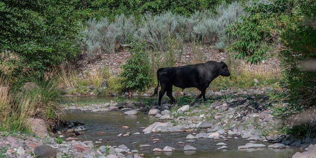A feral bull is seen along the Gila River in southwestern New Mexico on July 25, 2020.