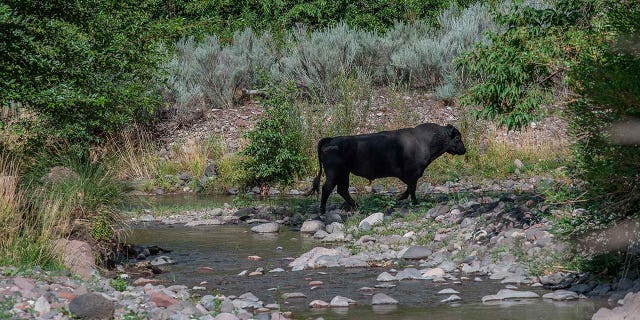 A feral bull is seen along the Gila River in southwestern New Mexico on July 25, 2020. 