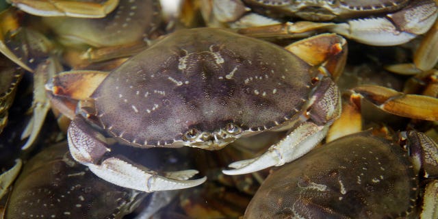 Fresh Dungeness crabs fill a tank in San Francisco on Nov. 16, 2018. California is cutting short the commercial Dungeness crab season to protect humpback whales from becoming entangled in fishing gear.