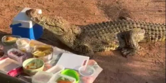 A curious crocodile snuck up on a picnic in South Africa before taking off with a cooler full of beer.