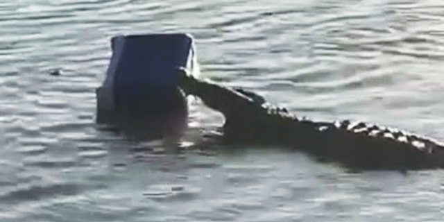 Crocodile thief swims away with cooler in South Africa.