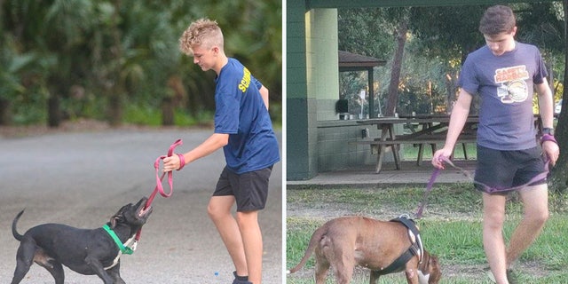 The George Steinbrenner boys cross-country team and The Humane Society of Tampa Bay have worked with one another in hopes of getting these shelter dogs adopted.
