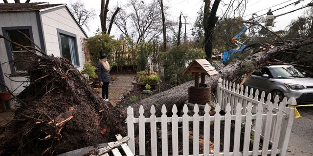Helena Zappelli surveys the damage to her yard and vehicle after a large tree fell over, on March 21, 2023, on Humboldt Street in Santa Rosa, California, during another storm to wallop the state. 