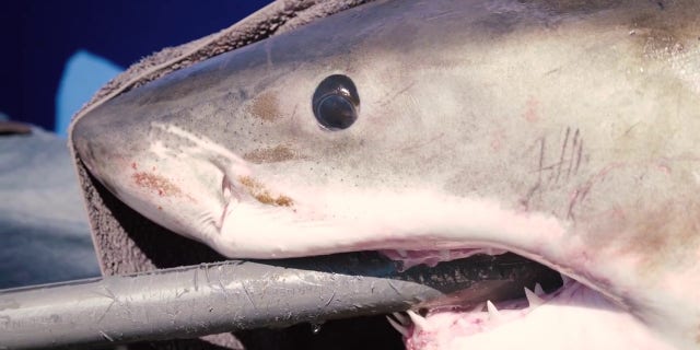 "Over the past two seasons, Maple has spent much of her winter in the Gulf of Mexico," OCEARCH wrote on its Facebook page.