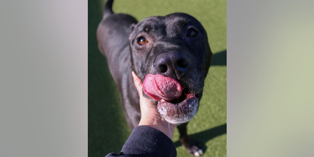 Loki is a "super sweet" pup who loves to give kisses, said the Kansas Humane Society.