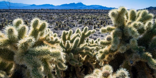 Teddybear Chollas are seen within the proposed Avi Kwa Ame National Monument on Feb. 12, 2022, near Searchlight, Nevada.