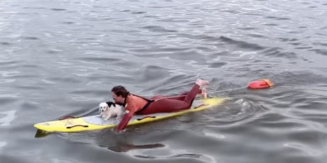 A lifeguard rescued Tofu the dog after he reportedly ran into the ocean. 