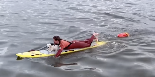 A lifeguard rescued Tofu the dog after he reportedly ran into the ocean.
