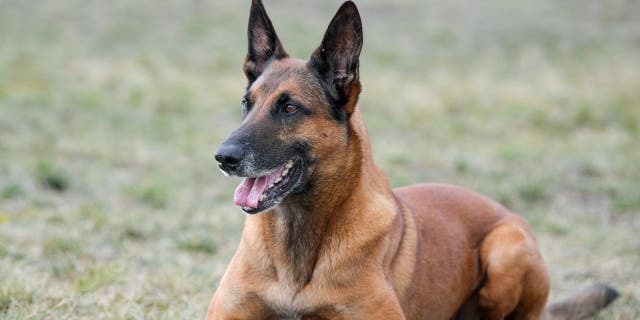 A picture of a Belgian Malinois laying down in a field.