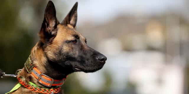 The victim was fatally attacked by three Belgian Malinois and one Cane Corso.