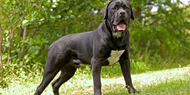 Cane corso dog, Canis familiaris, standing on grass outdoors. The ancestors of this breed were the mastino dogs of Tibet, dating back 1000 years.