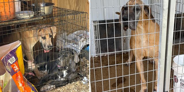 Animal Rescue Corps said it assisted law enforcement in rescuing around 25 dogs, seven cats and two chinchillas from the backyard breeding operation.