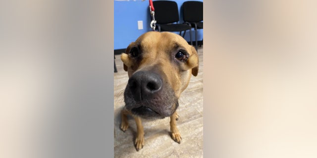 Lena, formerly known has Dutchess, went viral after Orange County Animal Services in Florida shared a post featuring negative comments visitors would make upon seeing her at the shelter.