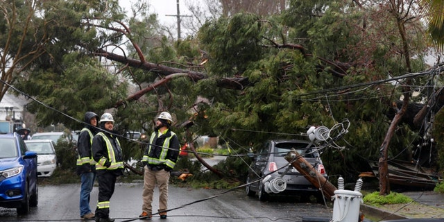 Members of a tree crew take a look at damage to a utility pole after a tree fell across Orchard St. in Santa Rosa, Tuesday, March 14, 2023. 