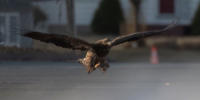 Gemmell told Fox News Digital he didn't realize it was pizza the eagle had grabbed until Gemmell returned home to examine the photograph.