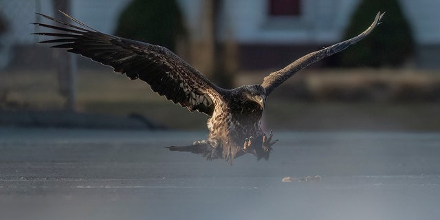 A bald eagle opens its talons to grab a pizza in Connecticut on March 8, as photographed by Doug Gemmell.
