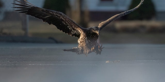 A bald eagle opens its talons to grab a pizza in Connecticut on March 8, as photographed by Doug Gemmell.