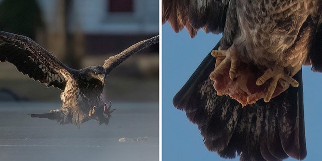 Doug Gemmell, a photographer and resident of South Windsor, Connecticut, snapped a photo on March 8 of a juvenile bald eagle flying off with half a slice of pepperoni pizza near Wethersfield Cove.