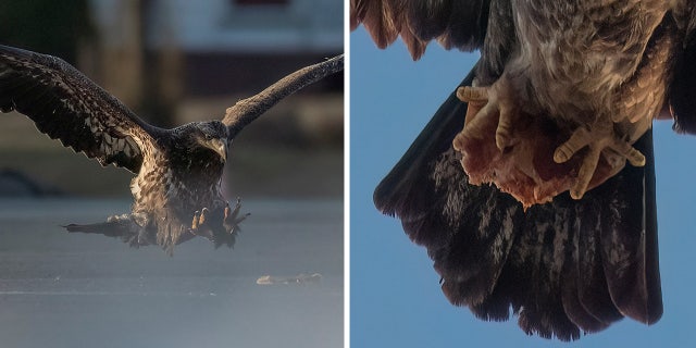 Doug Gemmell, a photographer and resident of South Windsor, Connecticut, snapped a photo on March 8 of a juvenile bald eagle flying off with half a slice of pepperoni pizza near Wethersfield Cove.