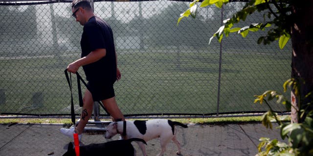 A person walks their dogs past fencing that is up around Echo Park Lake in Los Angeles, CA..