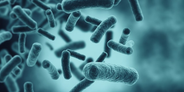 E. coli is a bacterium that is often found in the guts of animals and humans. Some species, however, can "cause serious human illness," said one food safety expert.