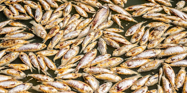 Australian authorities are planning to remove millions of rotting fish from a river in the Australian Outback.