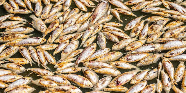 Australian authorities are planning to remove millions of rotting fish from a river in the Australian Outback.