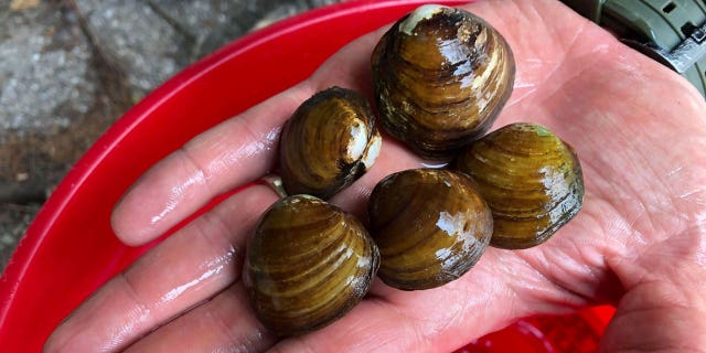 The The U.S. Fish and Wildlife Service has granted protected status to the endangered longsolid and round hickorynut species of freshwater mussels,