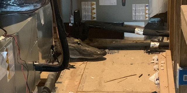 An 8-foot-long alligator, pictured here, was found by Dean Brown, a code enforcement official for New Hanover County in North Carolina, in the attic of a three-story home during an inspection.