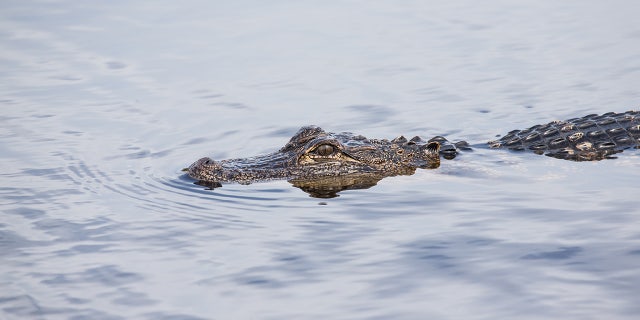 Florida man’s arm amputated after 10-foot alligator attacks outside bar near pond 3 alligator in water