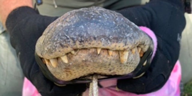 The 8-foot-long alligator was thought to be a stuffed animal, until Brown saw the large reptile breathing, moving and opening its eyes.