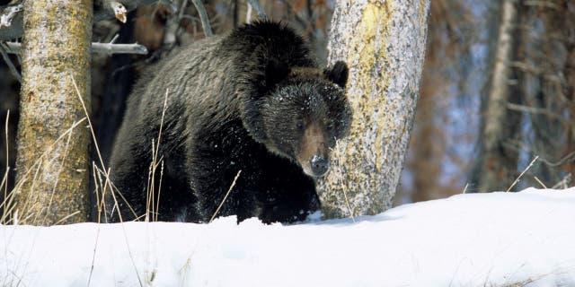 A three year old grizzly bear looks for food after emerging from its den along the East Road in Yellowstone Park.