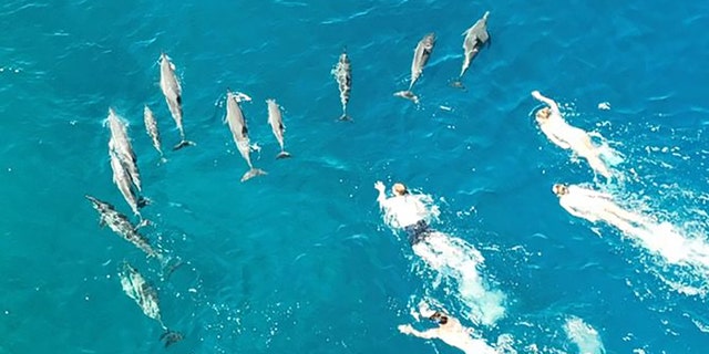 The swimmers appeared "to be aggressively pursuing, corralling, and harassing the pod," the agency said in a statement. 