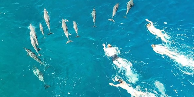 The swimmers appeared "to be aggressively pursuing, corralling, and harassing the pod," the agency said in a statement. 