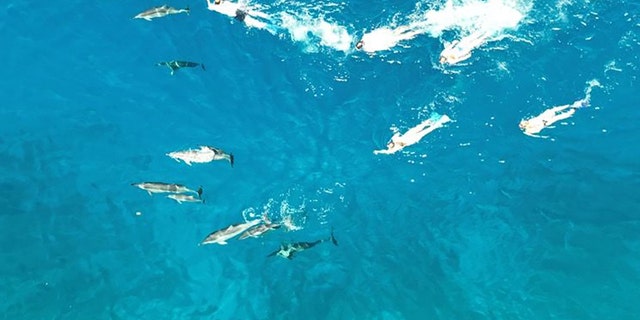 It's against federal law to swim within 50 yards of spinner dolphins in Hawaii’s nearshore waters. 