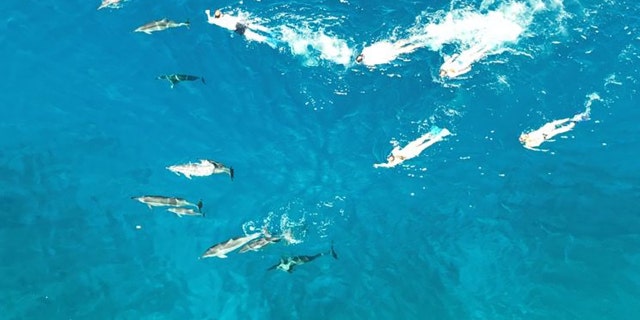 It's against federal law to swim within 50 yards of spinner dolphins in Hawaii’s nearshore waters. 