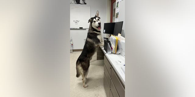 Lieutenant Joy Ollinger would bring Harvey into the office with her most days as a way of spending more time with him.