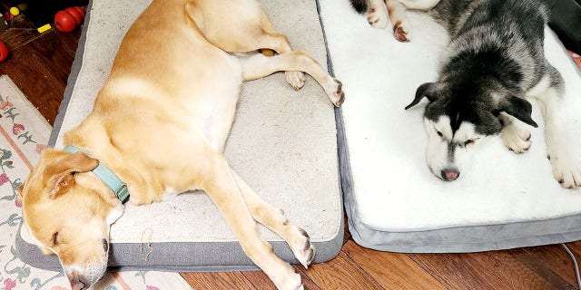 "It took River a day or two to really kind of settle in and realize that he's not just visiting. He is here forever," Lankston remarked.