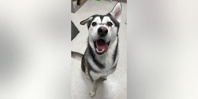 "The first time I saw Harvey's goofy smile, I was like, ‘Oh my gosh, that's the cutest dog ever," Lankston told Fox News Digital.