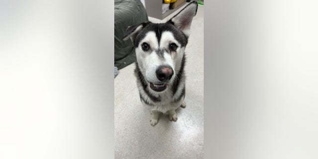 Harvey the husky has been adopted after the San Diego Department of Animal Services shared a post on Facebook.