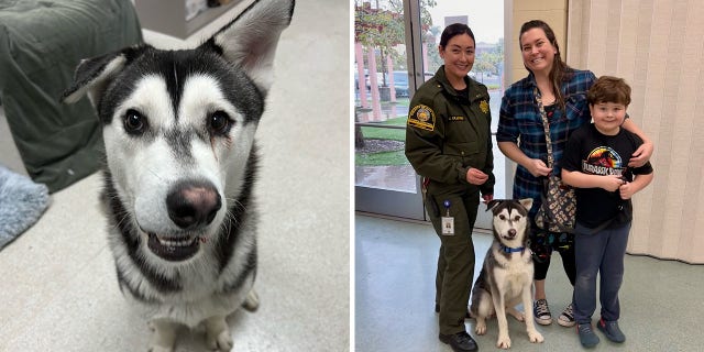Harvey the husky has found his forever home over 1,000 miles away with the Lankston family.