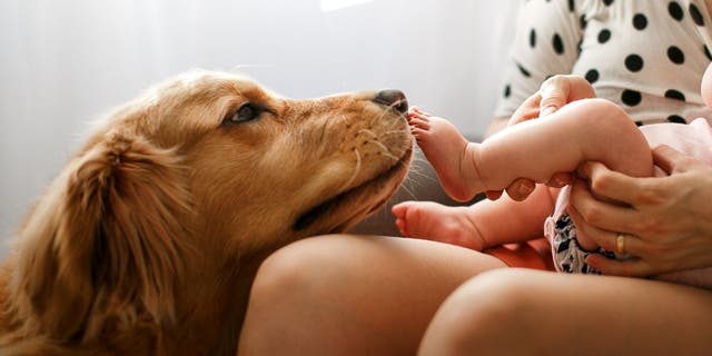 Humans have shared close bonds with dogs for thousands of years.