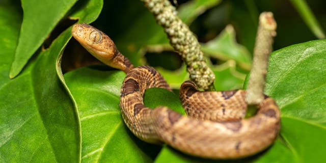 Cat snake