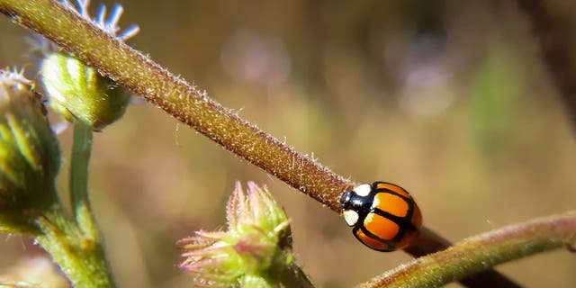 The coloration of the Oenopia sexareata ladybird beetle can range between orange, coral, pink, tan and red. This species of ladybug is usually seen without spots on its protective shell.