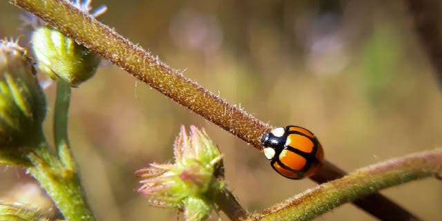 The coloration of the Oenopia sexareata ladybird beetle can range between orange, coral, pink, tan and red. This species of ladybug is usually seen without spots on its protective shell.