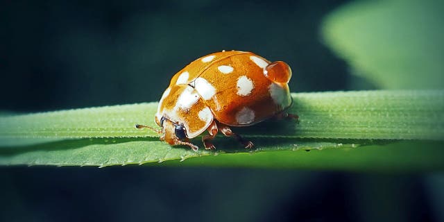 Cream-spot lady beetles (also known as Calvia quatuordecimguttata) can range between orange, brown and black. The protective shell can have spots that range between white, red and black.