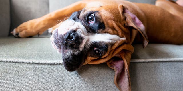 It is vital to start training your puppy as soon as possible.