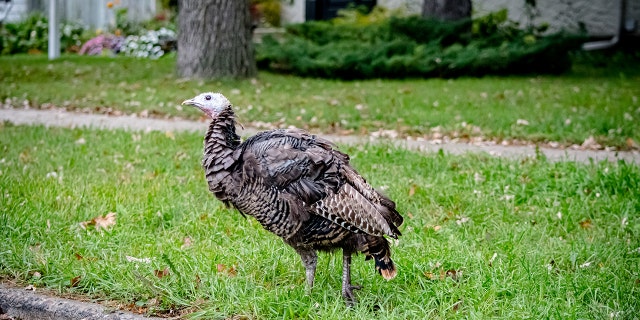 This is not the first time wild turkeys have been within the Massachusetts population — many saying they've been roaming around for years. A stock image of a wild turkey is shown here.