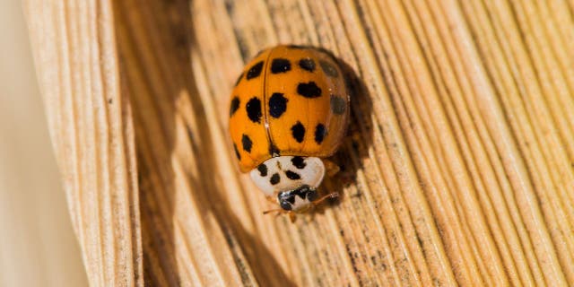 The coloration of Asian lady beetles (also known as Harmonia axyridis) can range between orange, tan and red. The protective shell usually has black spots.